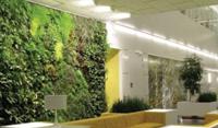 供应植物墙生态墙垂直绿化