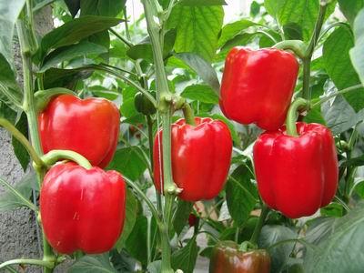 甜椒什么时间种植？种植管理技术是怎样的？
