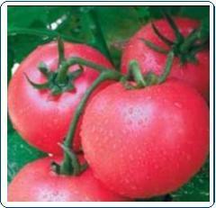 供应雅丽616粉果番茄种子
