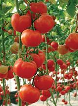 供应DRK603高硬度粉果番茄种子图片