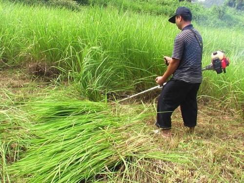 供应小型果园除草机