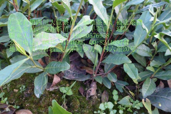 供应用于茶苗的雅安良种茶苗，茶苗苗圃基地专业出产雅安良种茶苗图片
