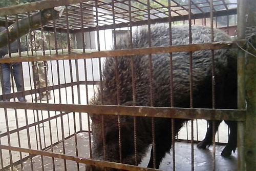 邯郸市特种野猪养殖河北北京山西野猪种猪厂家供应特种野猪养殖河北北京山西野猪种猪