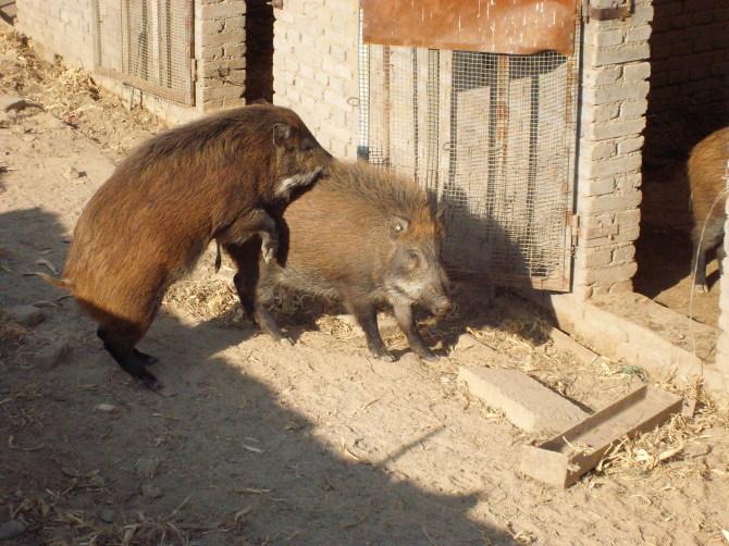 供应河南野猪肉纯种野猪养殖基地