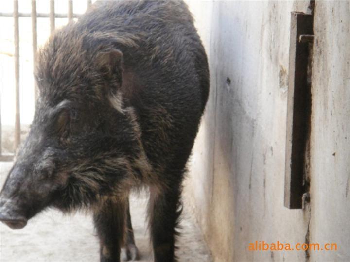 供应江苏野猪养殖安徽大型野猪养殖基地