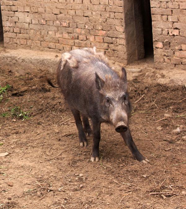 邯郸市特种野猪养殖河北北京山西野猪种猪厂家