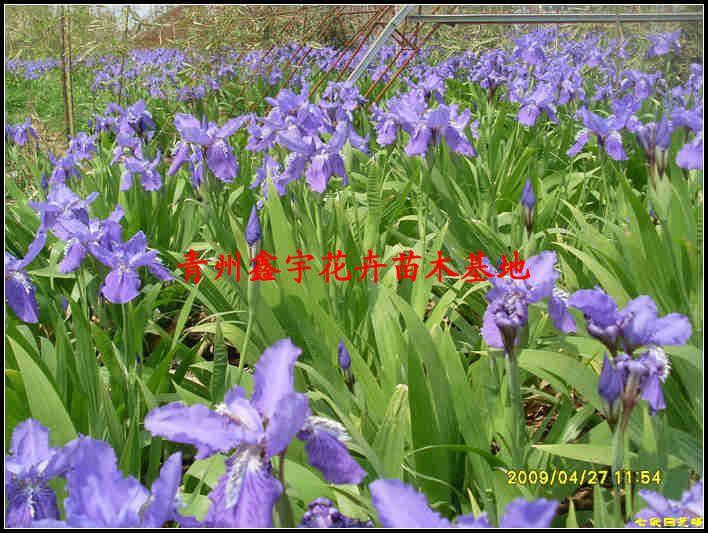 供应山东鸡冠花青州鸡冠花黄楼鸡冠花批发鸡冠花