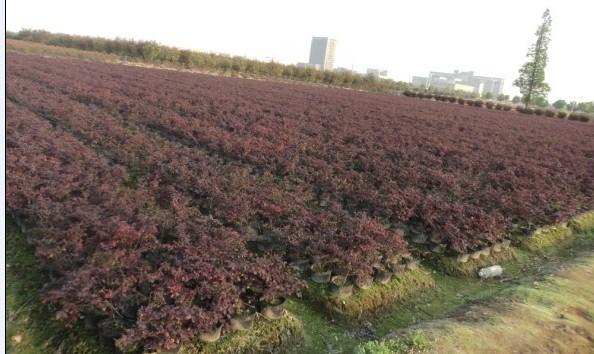 红花继木大杯苗 金华红花继木大杯 大杯红花继木 红花继木杯苗