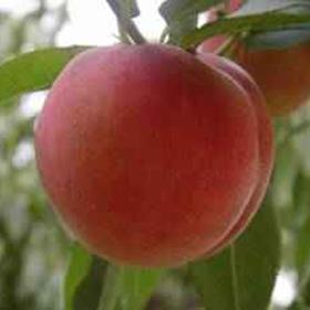 供应水密桃新品种桃树苗桃树种植图片