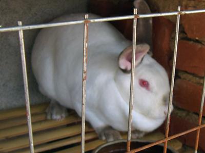 山东种兔价格秋季獭兔养殖技术批发
