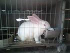 供应科学养兔技术山东獭兔养殖商品獭兔商品兔价格山东獭兔养殖技术