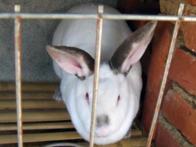 供应养兔赚钱吗獭兔幼兔疾病与预防种兔山东养兔技术养殖獭兔赚钱吗