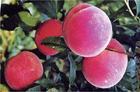 供应早中晚熟优质桃树苗专供图片