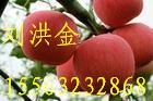 供应苹果苗种植技术--富士苹果苗美国八号苹果苗