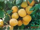 供应杏树苗品种什么最好当属凯特杏苗