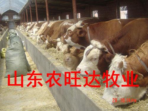 供应肉牛养殖成本