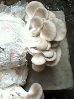 供应高温秀珍菇一级菌种 试管菌种 颗粒母种 食用菌平菇母种 原种 