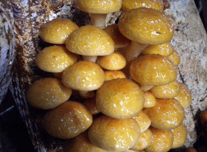 供应滑子菇一号一级母种 试管母种 颗粒母种 纯一代菌种 食用菌珍稀菌