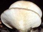 供应河南鲍鱼菇、纯一代、首代颗粒母种、原种、栽培种等图片