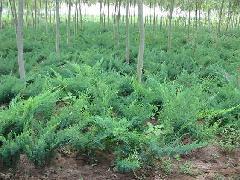 供护坡固沙植物，沙地柏，沙地柏小苗，沙地柏价格，沙地柏基地图片