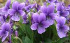 紫花地丁种子供应紫花地丁种子，黄刺玫种子，栾树种子等