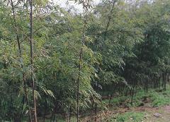 供应紫竹，绿化竹子，观杆竹，紫竹价格图片