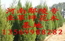 供应2014年鄢陵花木价格图片