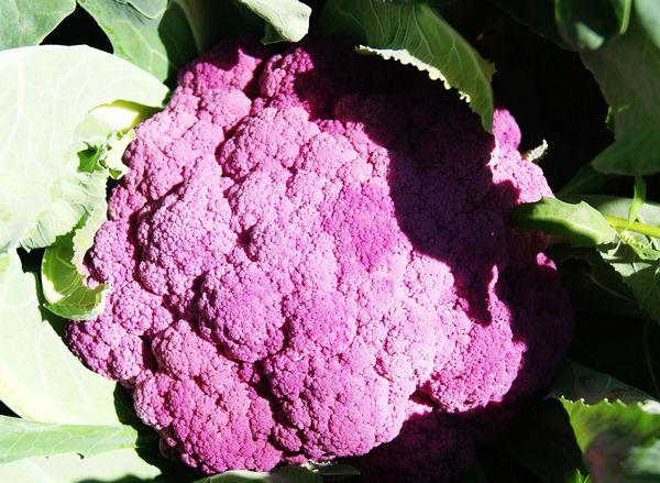 供应紫花菜种子