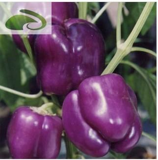 供应紫方形甜椒种子