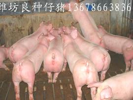 供应优质山东仔猪价格潍坊猪苗猪崽图片