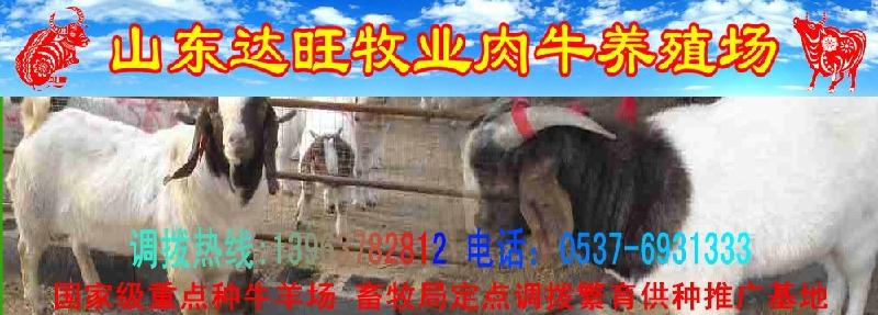 浙江杭州我要买羊什么地方卖羊便宜供应浙江杭州我要买羊什么地方卖羊便宜/什么地方卖羊的多