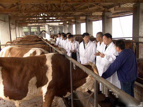 济宁市江苏南京买牛种我想买牛买牛买牛网厂家
