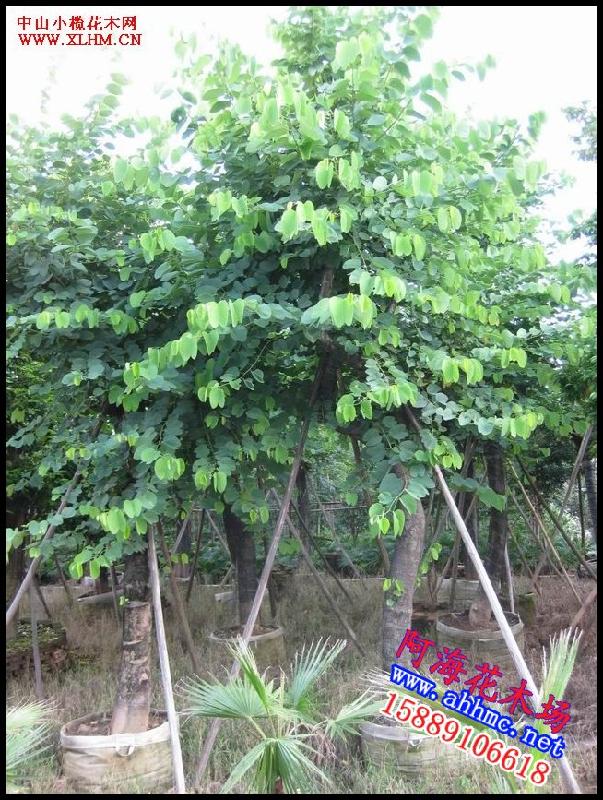 供应优质红花紫荆，广东红花紫荆，红花紫荆供应商