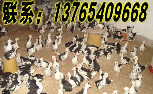 供应贵州贵妃鸡厂家，贵州贵妃鸡养殖基地，贵州最大的贵妃鸡养殖场图片