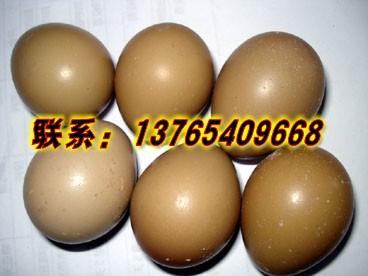 供应贵州山鸡批发，贵州山鸡价格，贵州山鸡养殖场、贵州山鸡养殖