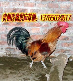 供应贵州土鸡苗市场批发价格、贵州土鸡苗厂价、贵州土鸡苗出场价图片