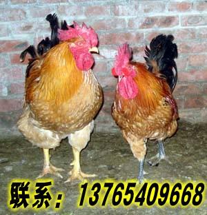贵阳市土鸡养殖方法厂家