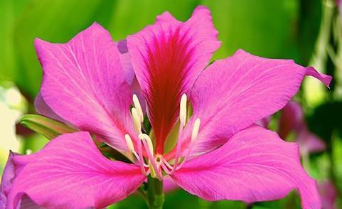供应香港市花洋紫荆树基地大量出售，大树小苗，各种规格，价钱批发