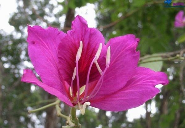 洋紫荆树苗种植图片|洋紫荆树苗种植-广西柳州