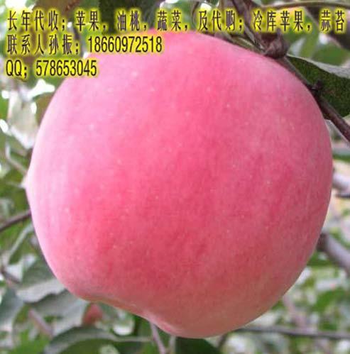 供应山东日照红富士苹果种植销售基地，山东优质日照红富士苹果供应