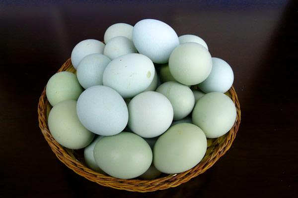 供应甘肃绿壳鸡蛋，兰州绿壳土鸡蛋，生态鸡蛋，贵州绿壳蛋