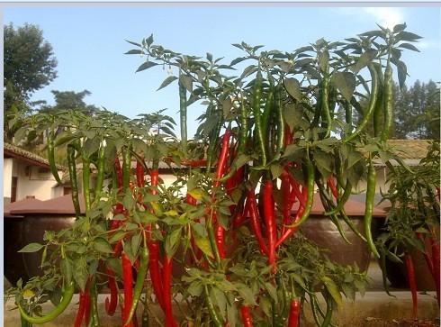 供应优质高品质红椒种子　长长