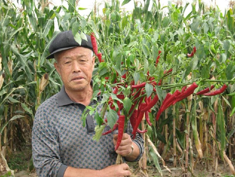 北京市厂家直销韩国杂交金塔椒种子红利厂家