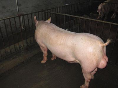 供应三明市苗猪价格/种猪价格图片