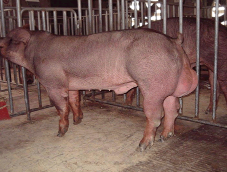江门市仔猪价格种猪场大量供应批发批发