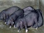 太湖母猪种猪场大量供应今日报价批发