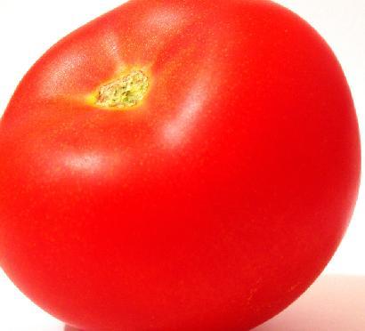 供应番茄/新疆番茄/新疆番茄批发市场/番茄价格行情/番茄营养价值