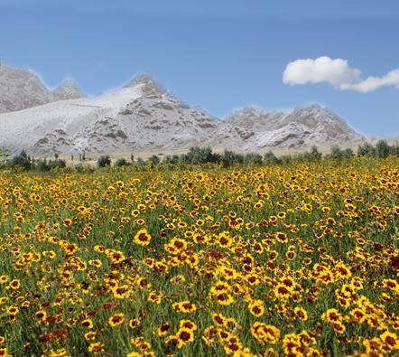 菊花茶图片|菊花茶样板图|雪菊花茶-乌孙鲜商贸有限公司