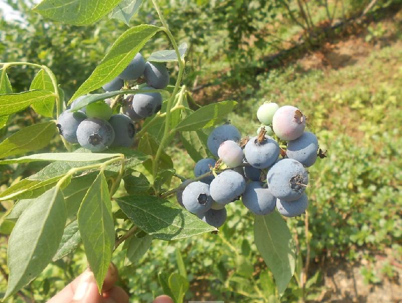 供应北高丛蓝南高丛蓝蓝莓营养价值图片