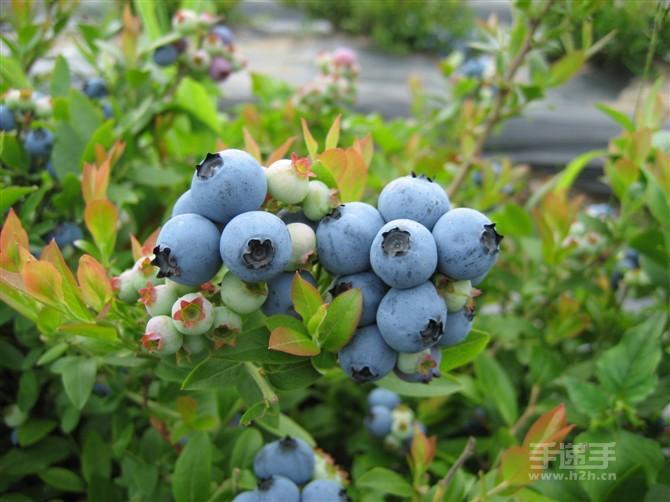 供应矮丛品种蓝莓苗/北蓝/园蓝图片